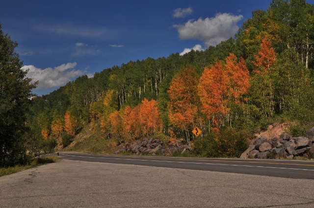 aspen stand on Highway 65
